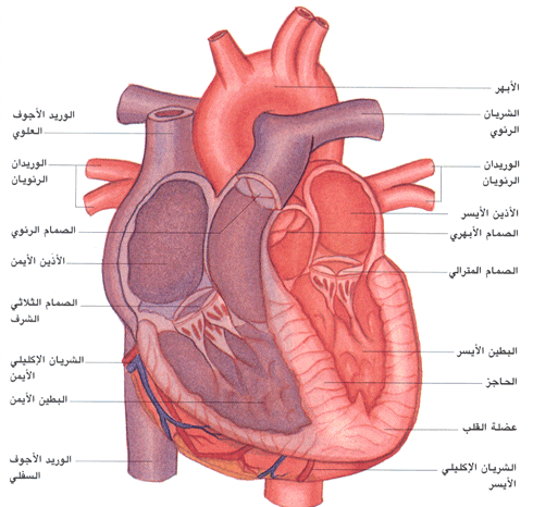 اعراض امراض القلب - التعرف علي اعراض امراض القلب وخطورتها 3514