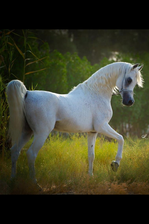 خيل عربي اصيل - اجمل الاحصنة الرائعة 653 1