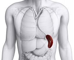تضخم الطحال - اعراض التضخم في الجسم 2136