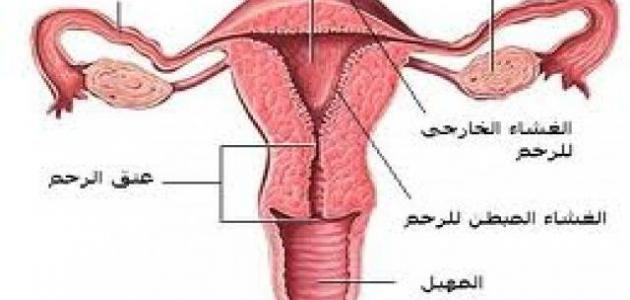 اسباب العقم - اسباب العقم عند النساء والرجال 3419 2