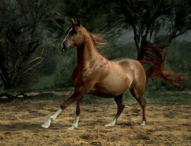 خيول عربية - الحصان العربي اصيل 2649 7