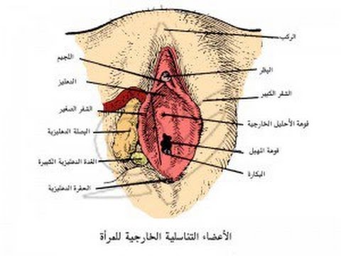افضل انواع المهبل عند الرجال - ماهي افضل انواع يحبها الرجل 2505 4
