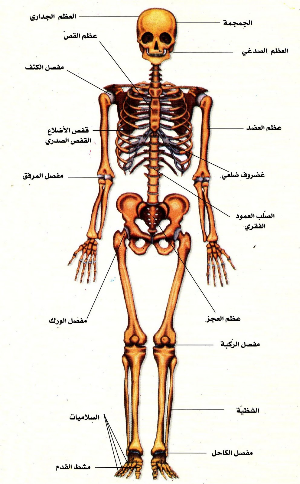 صور جسم الانسان - تعرف على معلومات عن جسم الانسان 6690 9