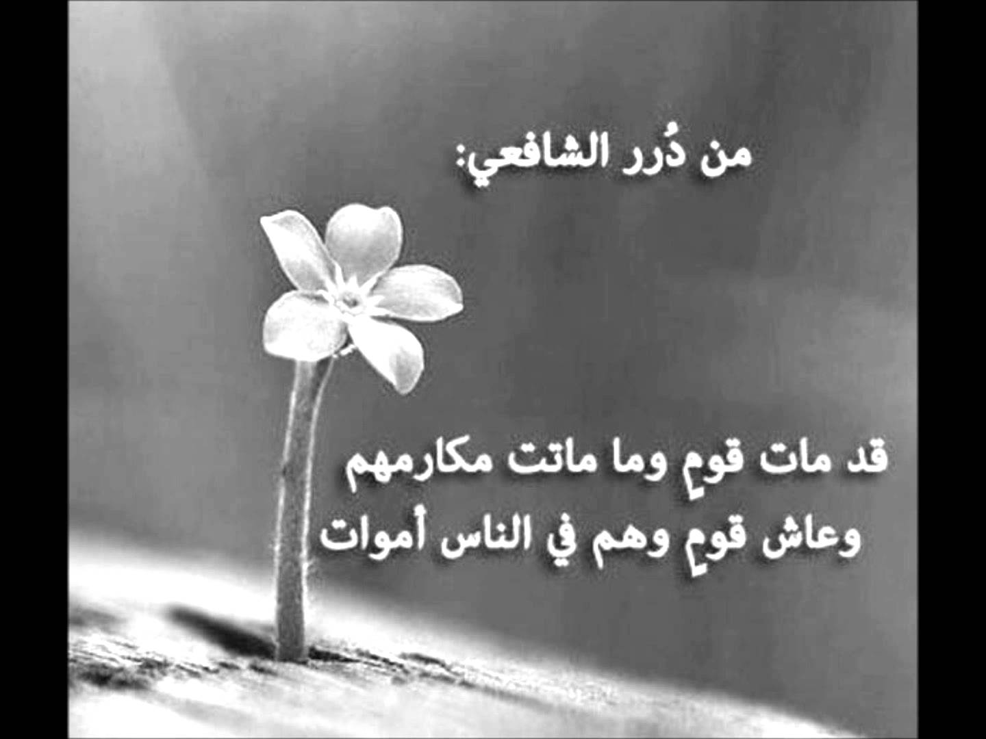 ابيات شعر قصيرة - اجمل ابيات شعر قصيره 5671 6