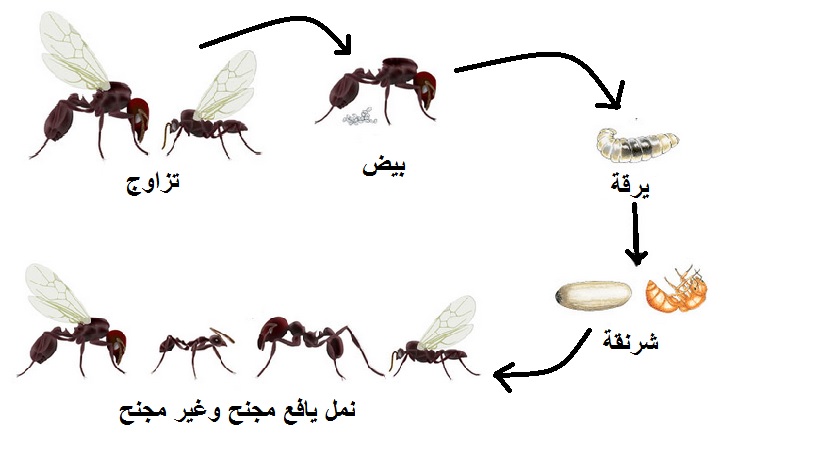 معلومات عن النمل - اغرب ما تعرفه عن النمل 4860 1