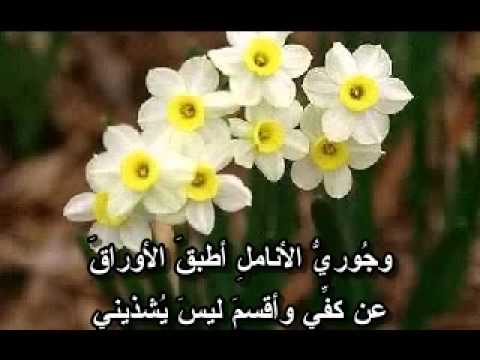 شعر عن الورد - قصيدة رائعة فى جمال الورد 243 2