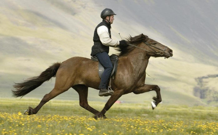 حلم ركوب الخيل - تعرفوا على تفسير لرؤية الخيل بالمنام 13533 1