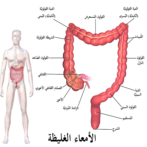 القولون العصبي - اعراض واسباب القولون العصبي 3518 1