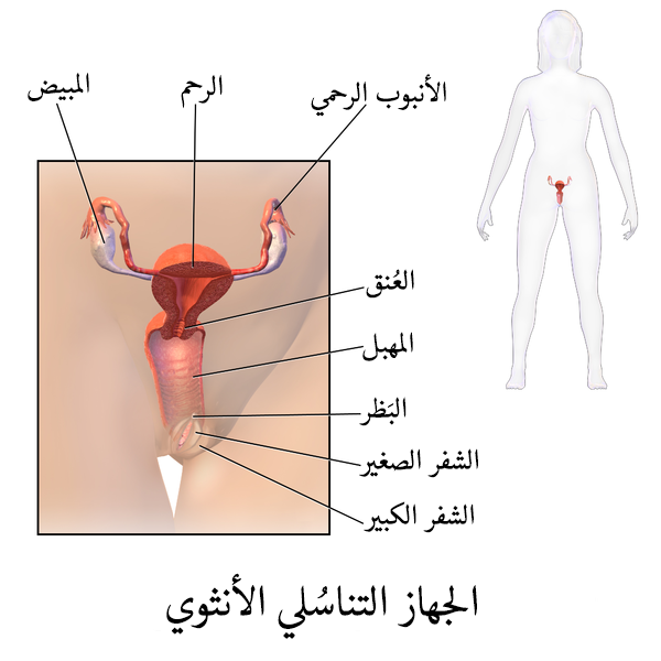 افضل انواع المهبل عند الرجال - ماهي افضل انواع يحبها الرجل 2505 2