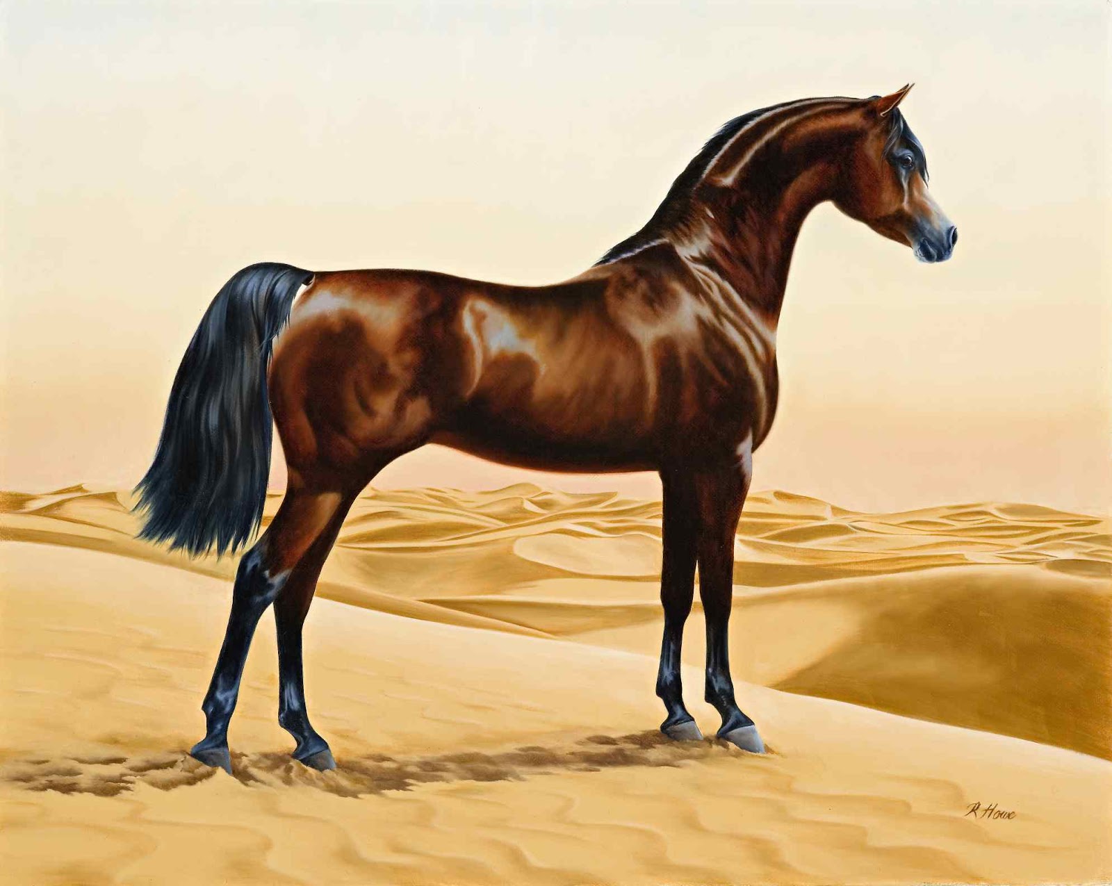 الخيل العربي الاصيل - خيول عربيه جميله 4185 4