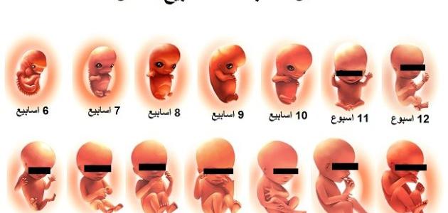 مراحل تكوين الجنين بالصور من اول يوم - صور تكوين الاجنه ومراحل تكوينها 4201 11