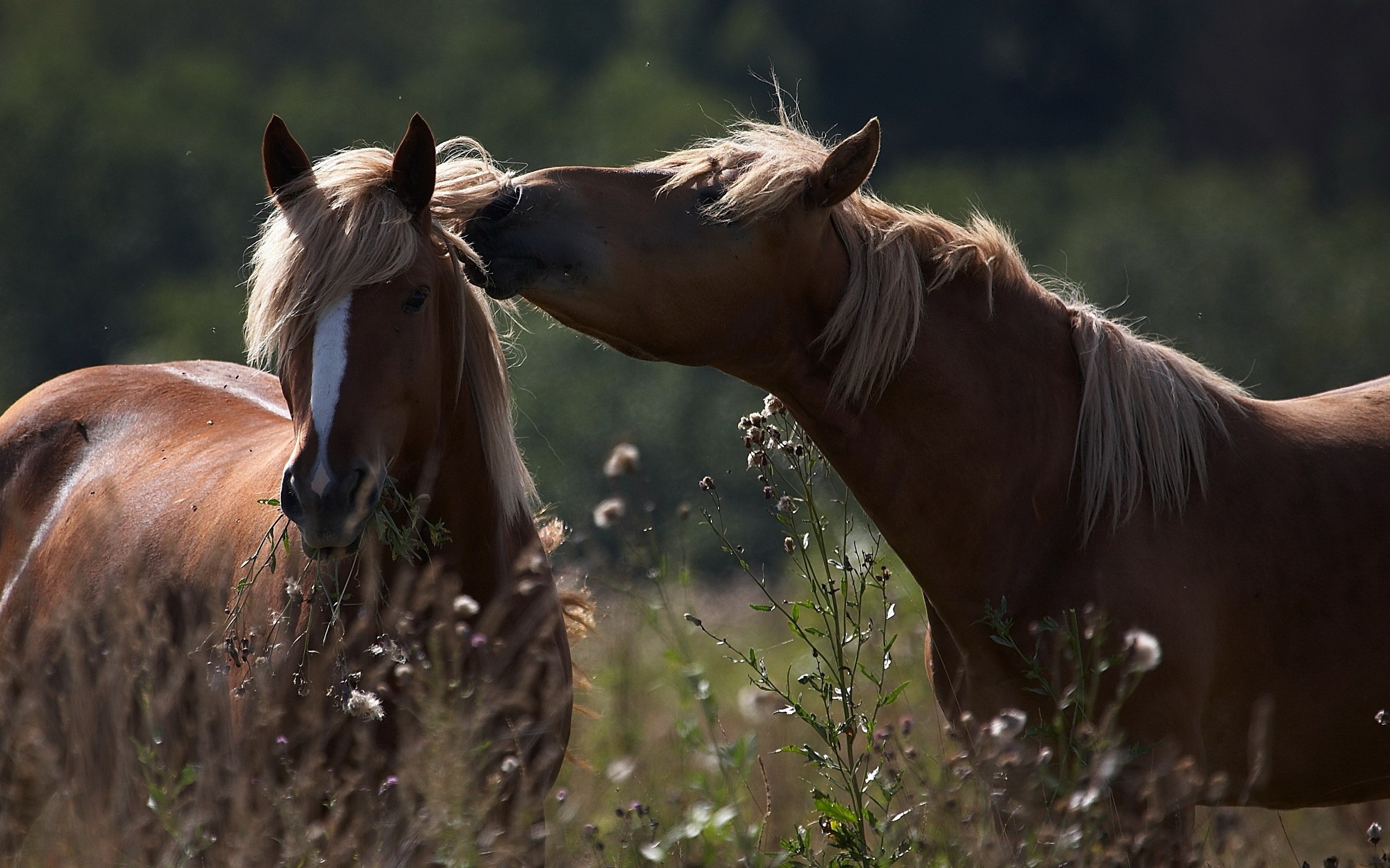 الخيل العربي الاصيل - خيول عربيه جميله 4185 8