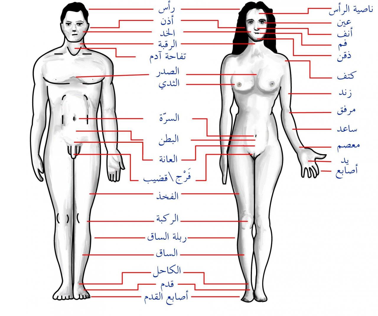 صور جسم الانسان - تعرف على معلومات عن جسم الانسان 6690 4