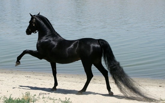 خيل عربي اصيل - اجمل الاحصنة الرائعة 653 7