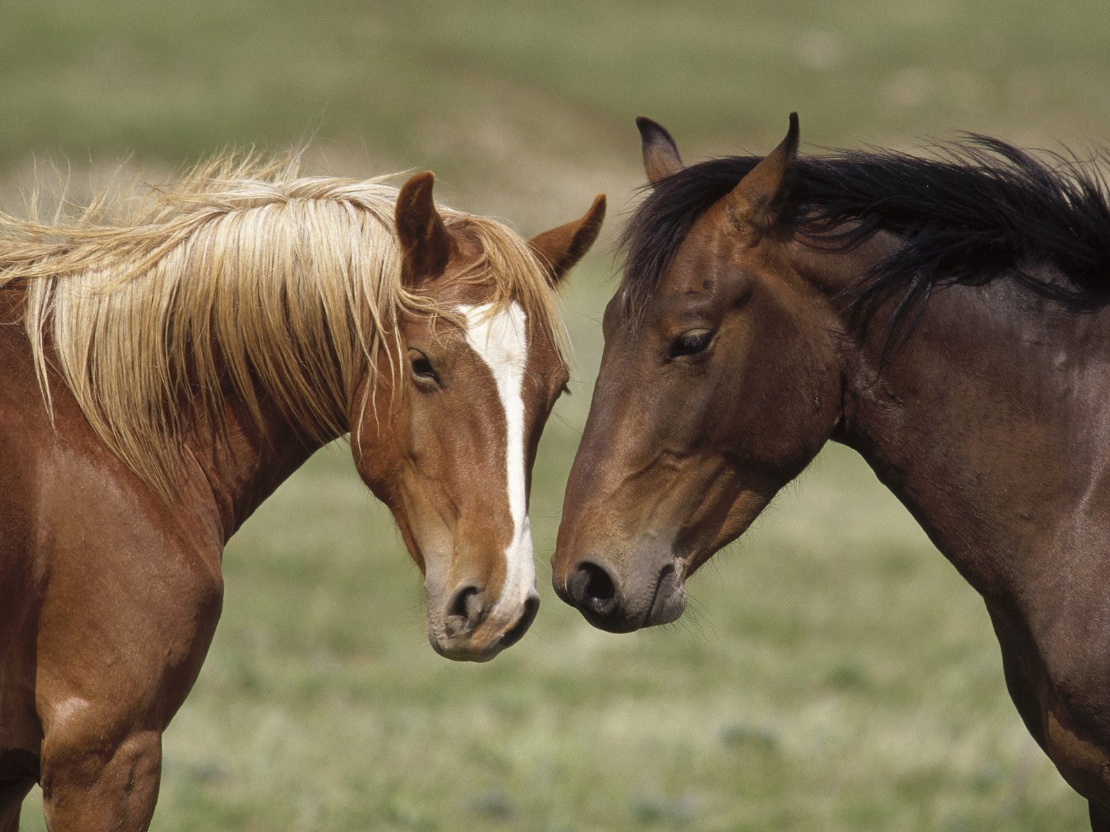 خيل اصيل - اجمل الخيول الاصيله 5348 8