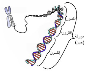 ما هي الجينات - أهمية الجينات 12614