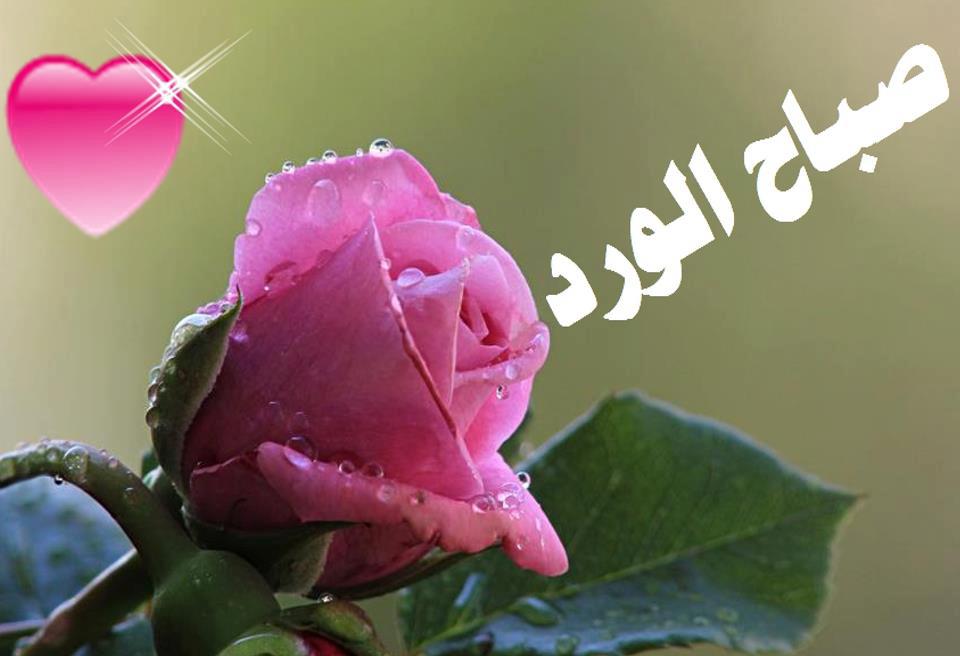 5251 1 صورصباح الخير متحركة , اجمل صور صباح الخير غزالة الشوق