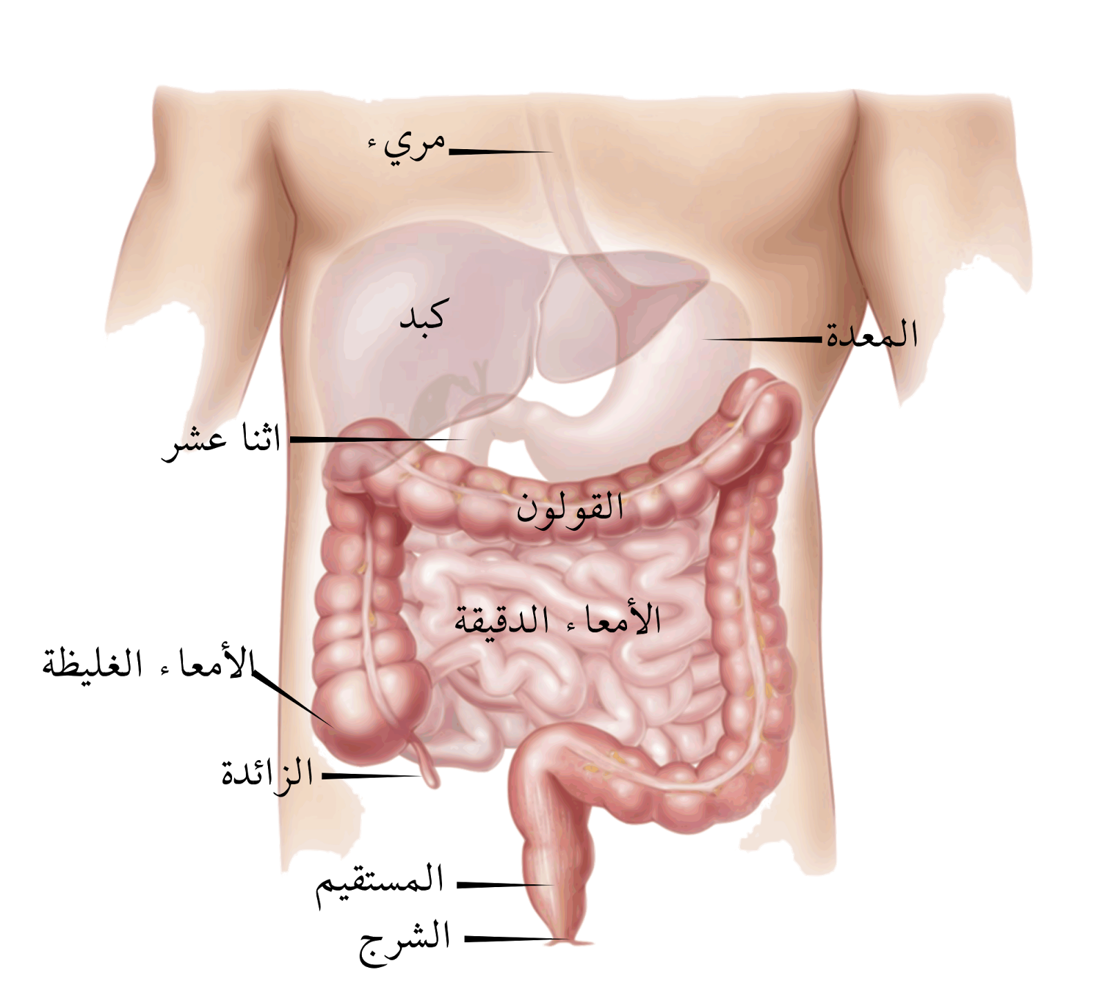 الزائدة الدودية , اهم ما قيل عن الزائدة الدوديه