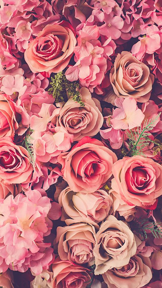 صور ورد جميل Hd 2019 أجمل صور أزهار وورود رومانسية طبيعية متحركة