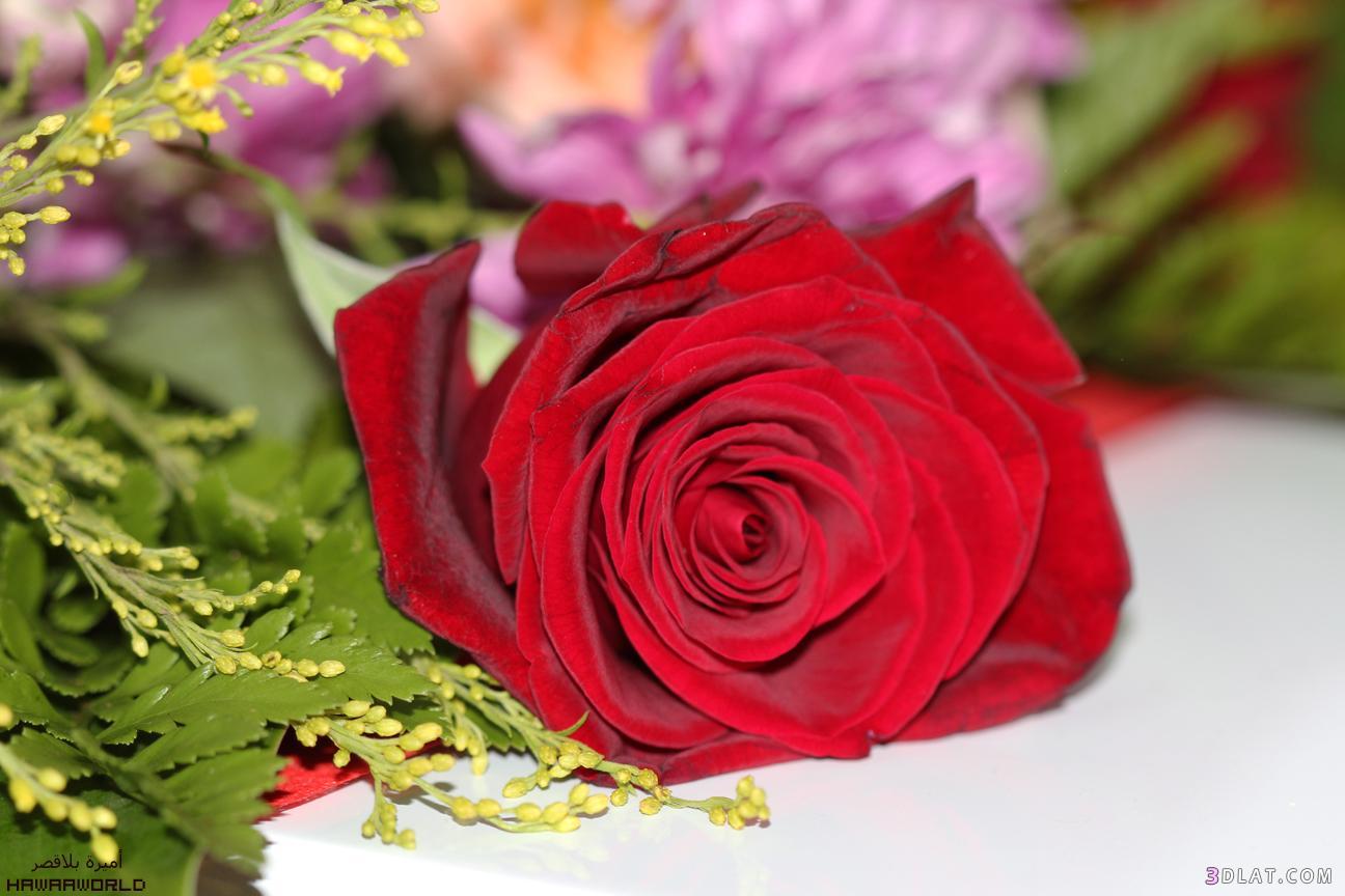 خلفيات ورود جميلة جدا , اجمل صور الورد المميزة - قصة شوق