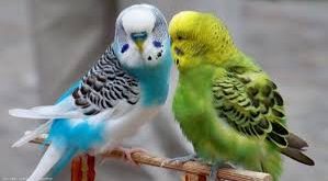 2143 14 اجمل طيور العالم , الوان الطيور الجميله في العالم ناجح هبار