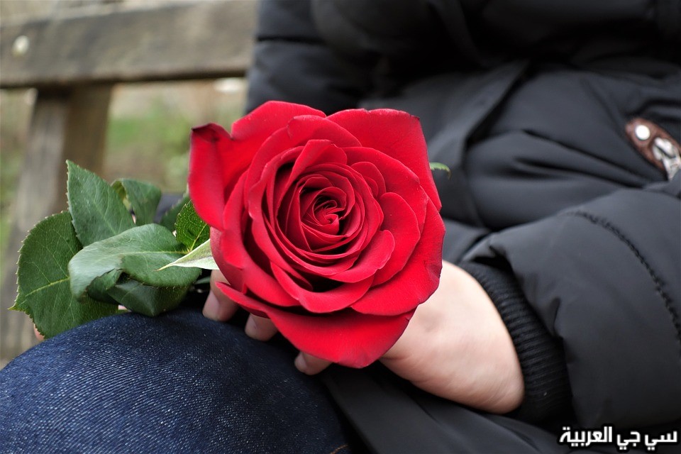 مسكن التوتر عميد  ورود رومانسية , هدايا رومانسية عاشقة من الورود الحالمة - قصة شوق