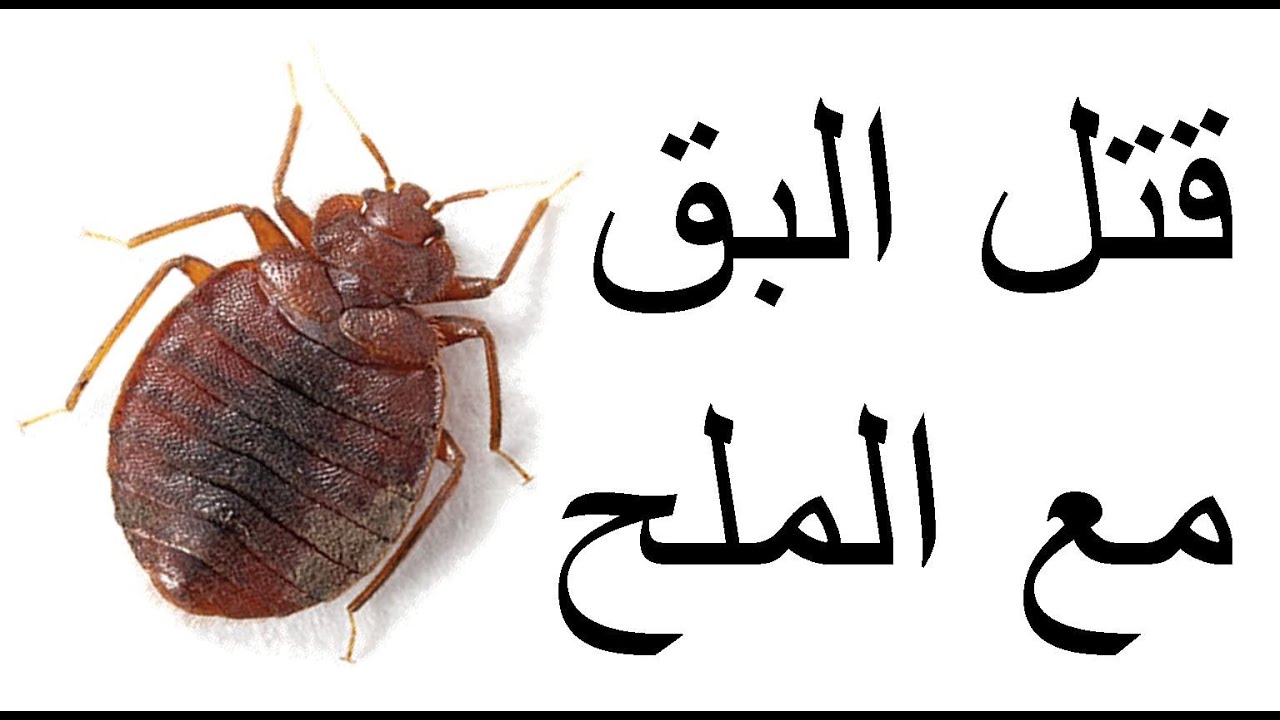 القضاء على البق , كيفيه التخلص من البق المنزلي