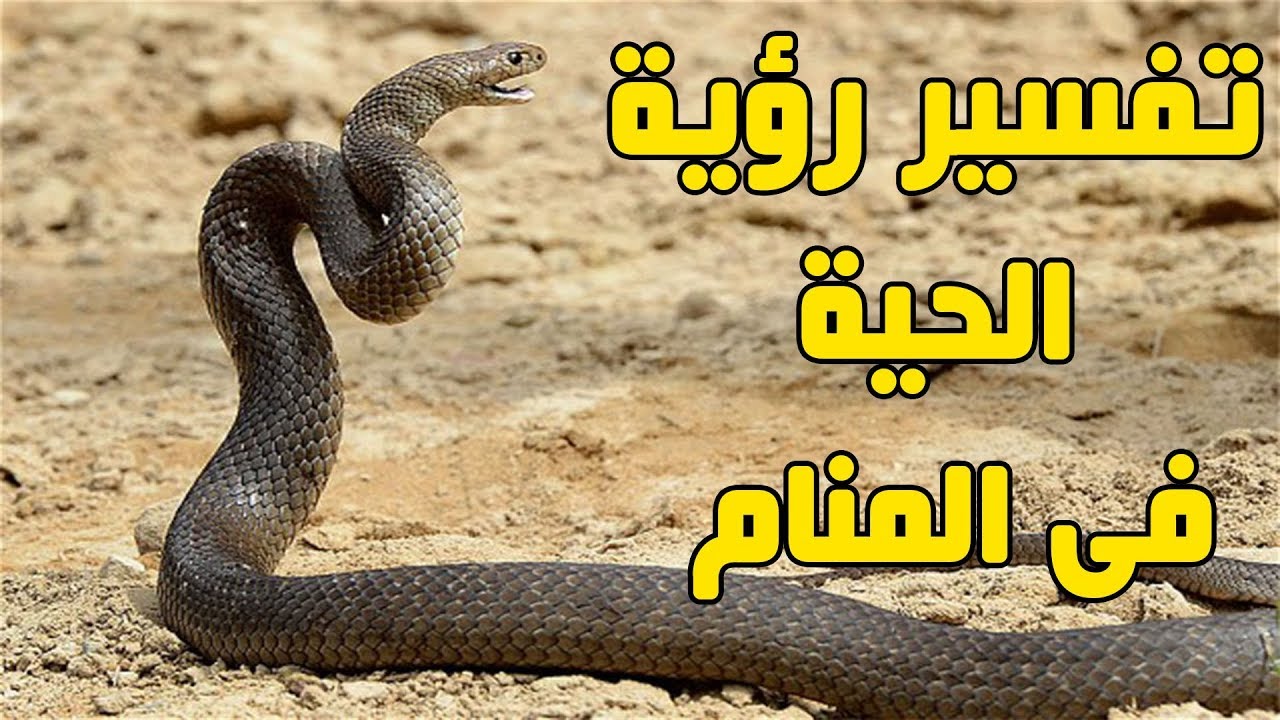 تفسير الحية في المنام , معنى رؤيه الثعبان فى الاحلام