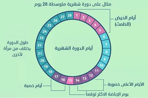 كيف اعرف ايام التبويض