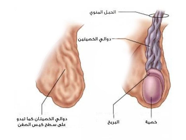 كيف اعرف دوالي الخصية