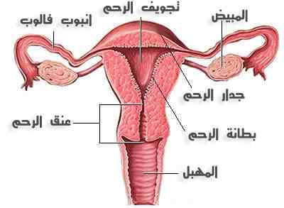 طريقة حمل المراة , تلقيح البويضة